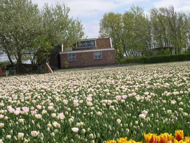 Bungalow Callantsoog Villa 't Zand Exterior foto